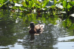 The Scottish Duck. Botanical Gardens