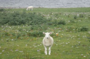 Careful with the Scottish Sheep.