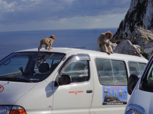 Monkeys
