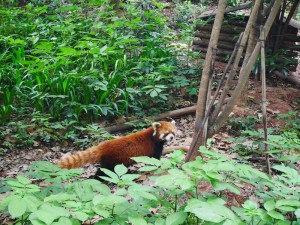 Red panda