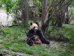 Panda are so funny. 