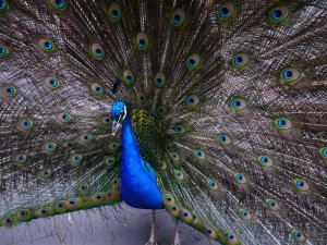 Peacock
