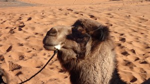 Thirsty camel :(