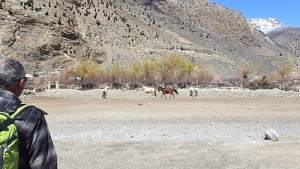 Wild Horses