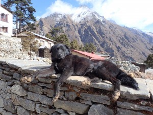 Happy monastery dog.