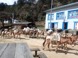 Donkeys