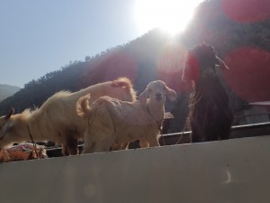 Goats on the roof of our mini bus