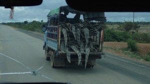 on the way to Siem Reap. Are those crocodiles? 