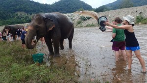 splashing the snacking ele