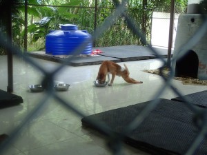 Disabled dog
