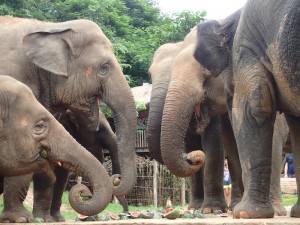 The Eles