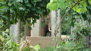 strong male elephant enclosed