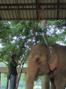 IV under the ear. 