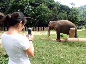 An elephant, so close to us, butt scratching.