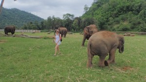 Hello elephants. 