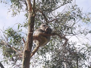 Sleepy Koala