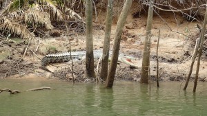Croc!...The Daintree National Park