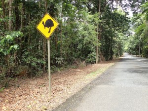 The Daintree National Park