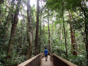 The Daintree National Park