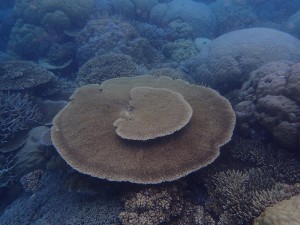 Great Barrier Reef