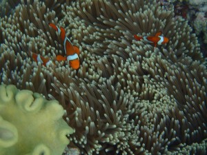Great Barrier Reef