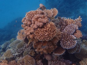 Great Barrier Reef