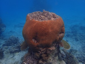 Snorkeling sights
