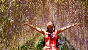 Kawachi Wisteria Garden