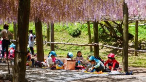 Kawachi Wisteria Garden