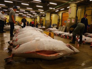 Tuna auction