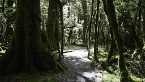 lake Gunn nature walk