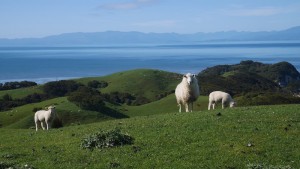 Hi. Puponga farm Hike 
