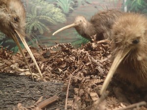 Kiwis