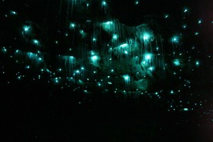 Waitomo caves. Spellbound. Glowworms