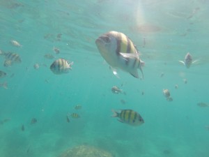 Snorkel action.