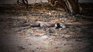 Kamodo Dragon