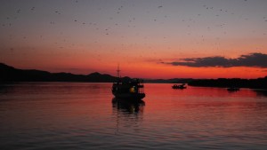 Mangrove bats during sunset, Labuan Bajo. 