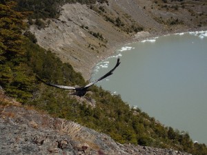 A condor!