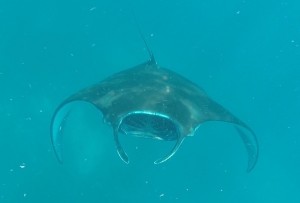 Swimming with the Manta Rays :)