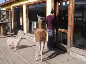 Visiting an Estancia. El Calafate, Argentina.