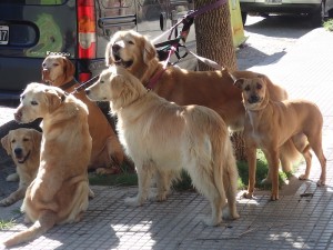 Our first Neighborhood. Las Cañitas, Palermo. Buenos Aires, Argentina