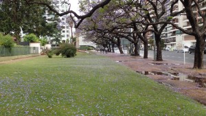 Caminando a MALBA
