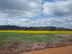 the Yellow flower added brightness to our road trip.