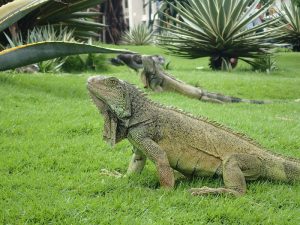Iguana Park. Guayaquil, Ecuador